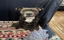 Staffordshire Bull Terrier dogs for sale: Staffordshire bull terrier puppies♥️ KC registered - Image 8