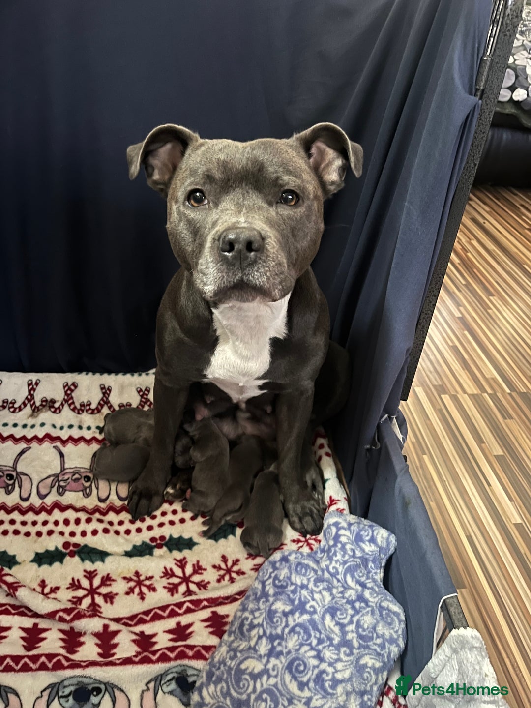 Staffordshire Bull Terrier dogs for sale: Staffordshire bull terrier puppies♥️ KC registered - Image 8