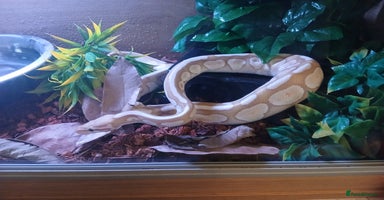 Python Snake reptiles - Advert 7
