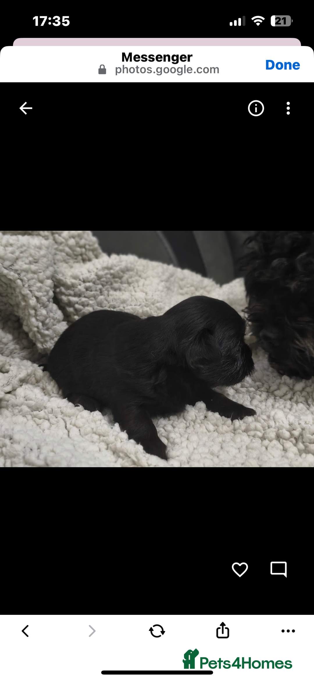 Mixed Breed dogs for sale: t cup chihuahua x pooshon - Image 4