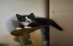 British Shorthair cats for sale: Kittens ready now - Image 4
