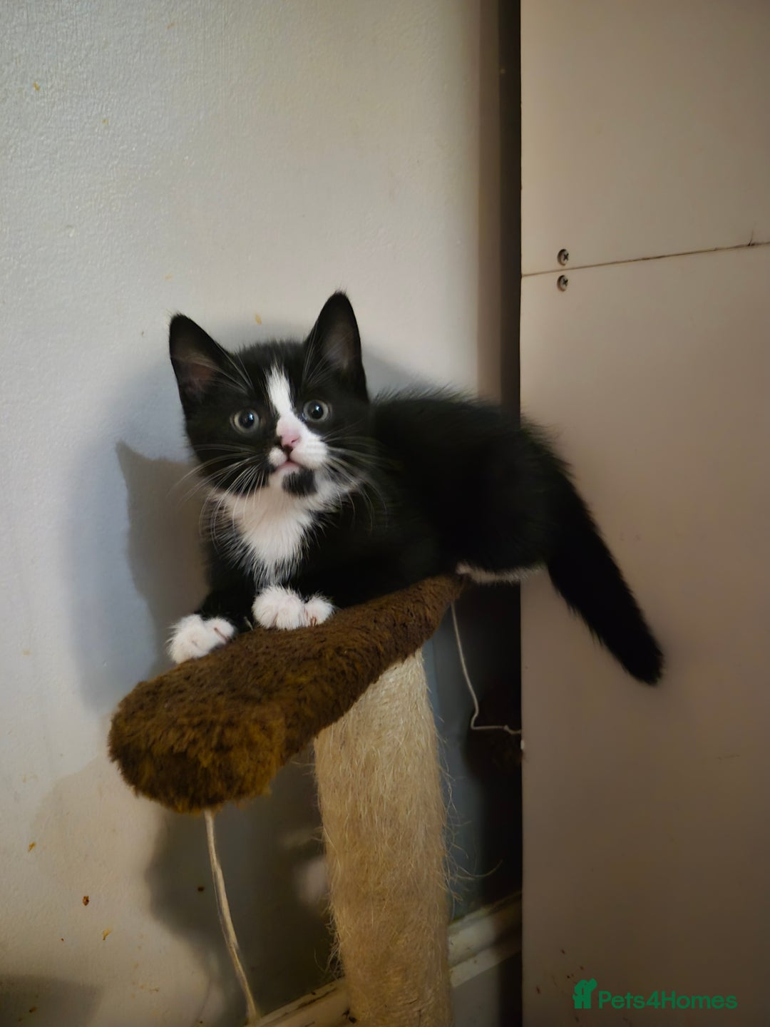 British Shorthair cats for sale: Kittens ready now - Image 4