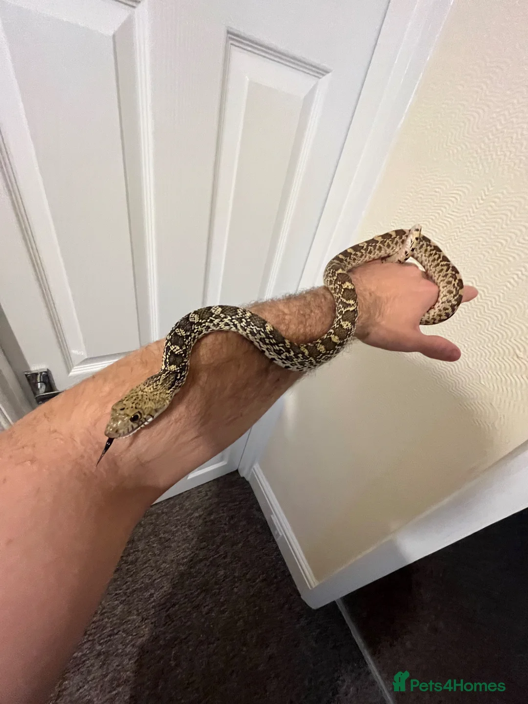 Snake reptiles for sale: Bull snake  - Advert 1
