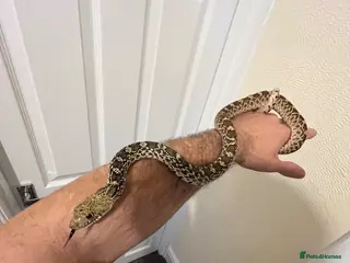 Snake reptiles Bull snake - Advert 6