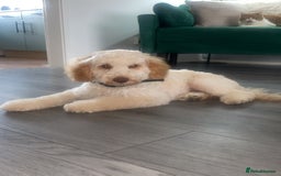 Cockapoo dogs for sale: Cream cockapoo - Image 3