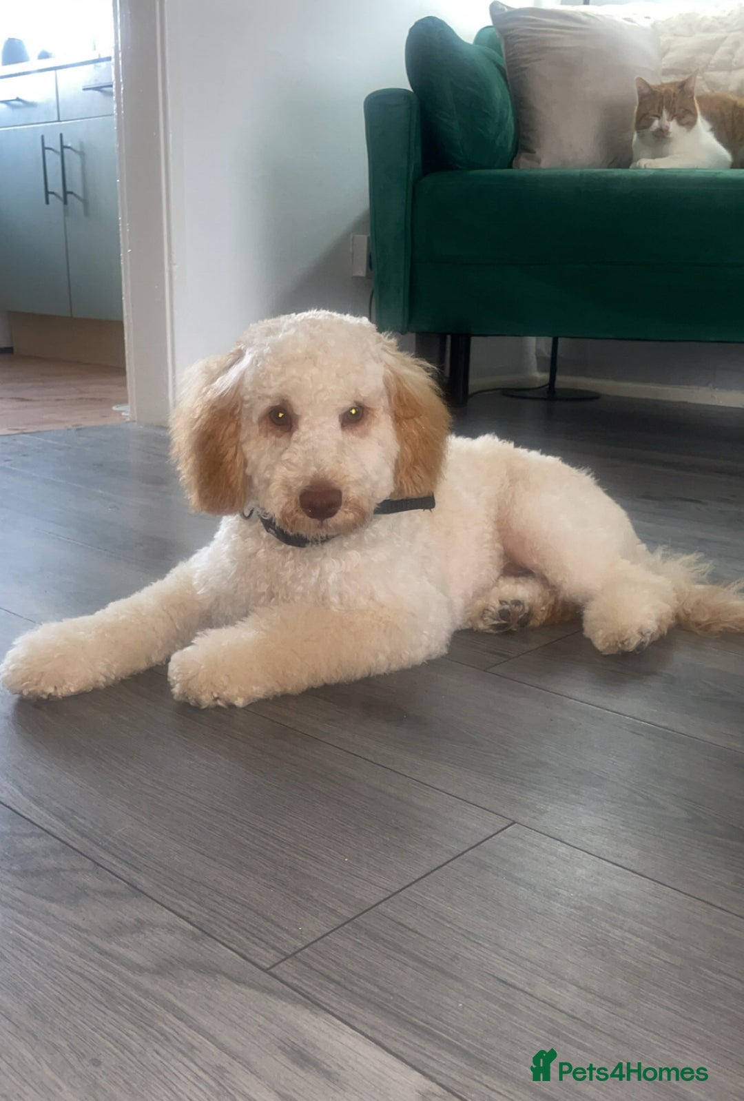 Cockapoo dogs for sale: Cream cockapoo - Image 3