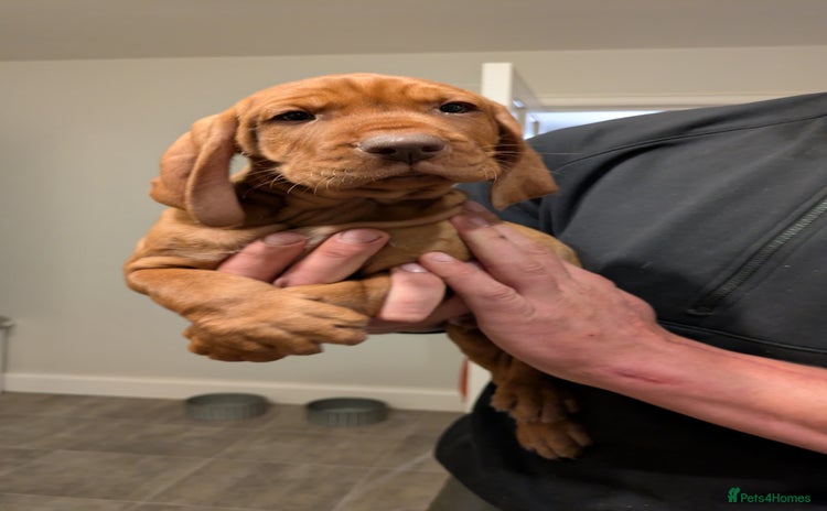 Hungarian Vizsla dogs Hungarian wirehaired vizsla puppy - Advert 9