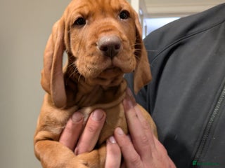 Hungarian Vizsla dogs Hungarian wirehaired vizsla puppy - Advert 1