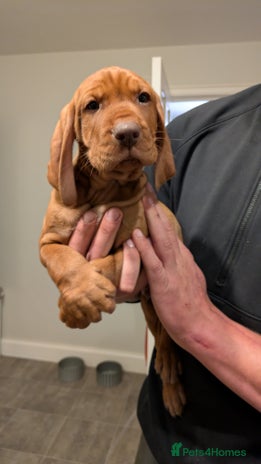 Hungarian Vizsla dogs Hungarian wirehaired vizsla puppy - Advert 9