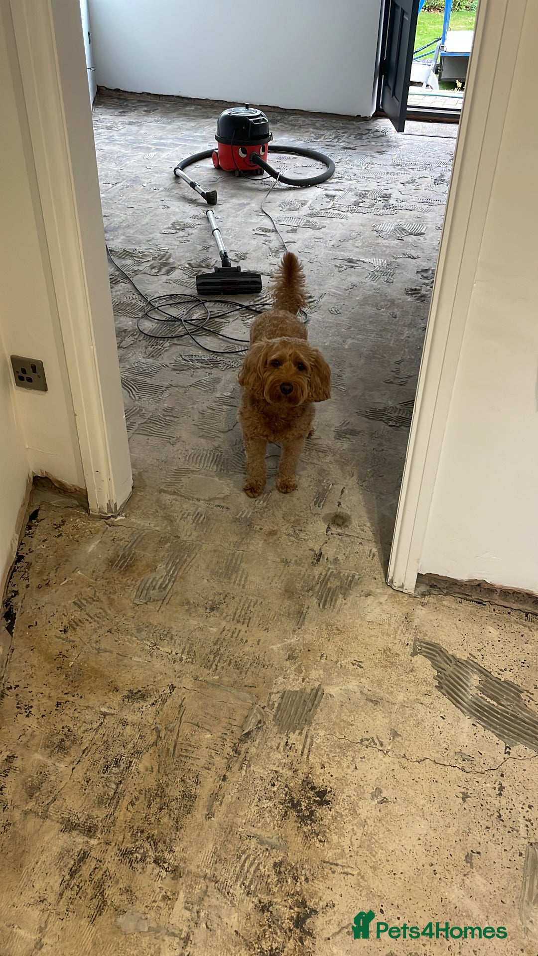 Cockapoo dogs for stud: STUD F1 Cockerpoo (5 Star 10/10} - Advert 5