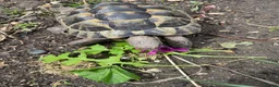 Tortoise reptiles for sale: Spur thigh  in Clacton-on-Sea - Advert 5