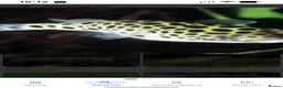 Pufferfish fish for sale: Green spotted puffer  - Advert 1