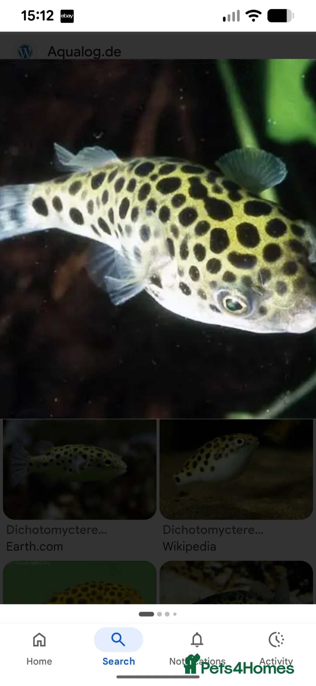 Pufferfish fish for sale: Green spotted puffer  - Advert 1