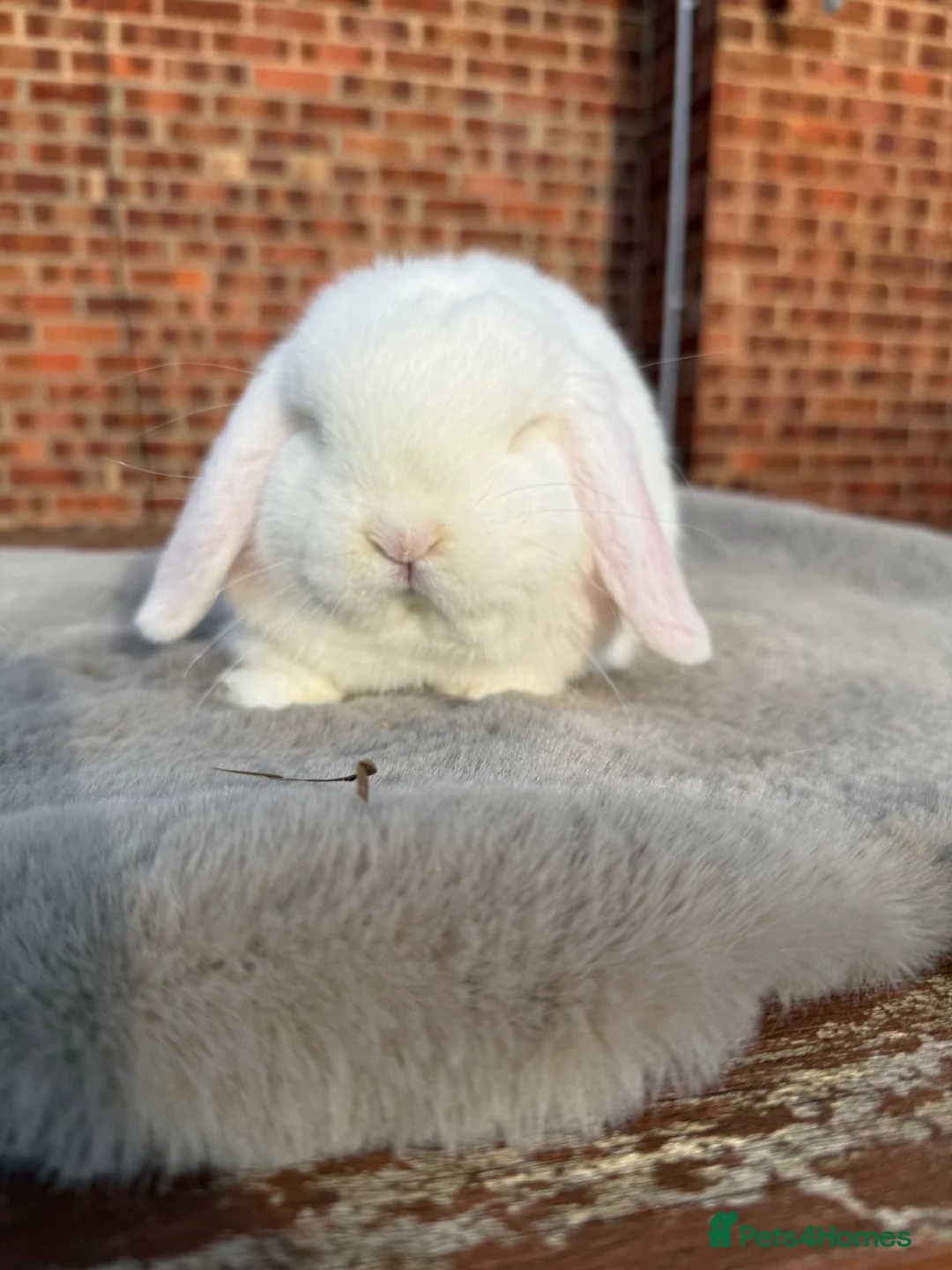 Dwarf Lop rabbits for sale: Dwarf lop boy - 16 weeks - Advert 1