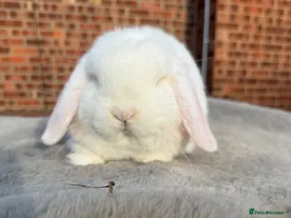 Dwarf Lop rabbits Dwarf lop boy - 16 weeks - Advert 1