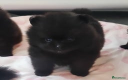 Pomeranian dogs for sale: Outstanding 💖re-available!All info below ⬇️ 35+🏆 - Image 4