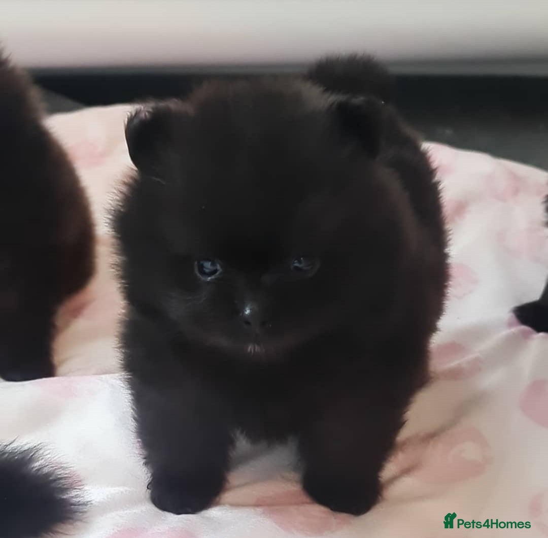 Pomeranian dogs for sale: Outstanding 💖re-available!All info below ⬇️ 35+🏆 - Image 4