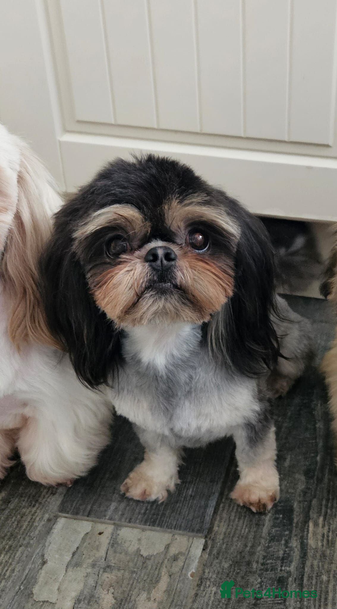 Shih Tzu dogs Stunning imperial Shih tzu for stud - Advert 5