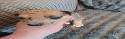 Mixed Breed dogs for sale: Lurcher pups - Advert 3