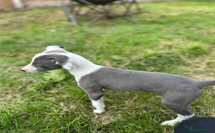Whippet dogs - Advert 4