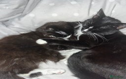 British Longhair cats for sale: 3 beautiful kittens for sale (ready to leave asap) - Image 9