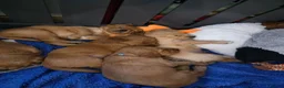 Golden Retriever dogs for sale:  *FOX RED KC REG GOLDEN RETRIEVER PUPS* - Advert 9
