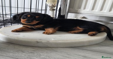 Miniature Dachshund dogs - Advert 20