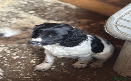 Sprocker dogs for sale: Dogs  - Image 3