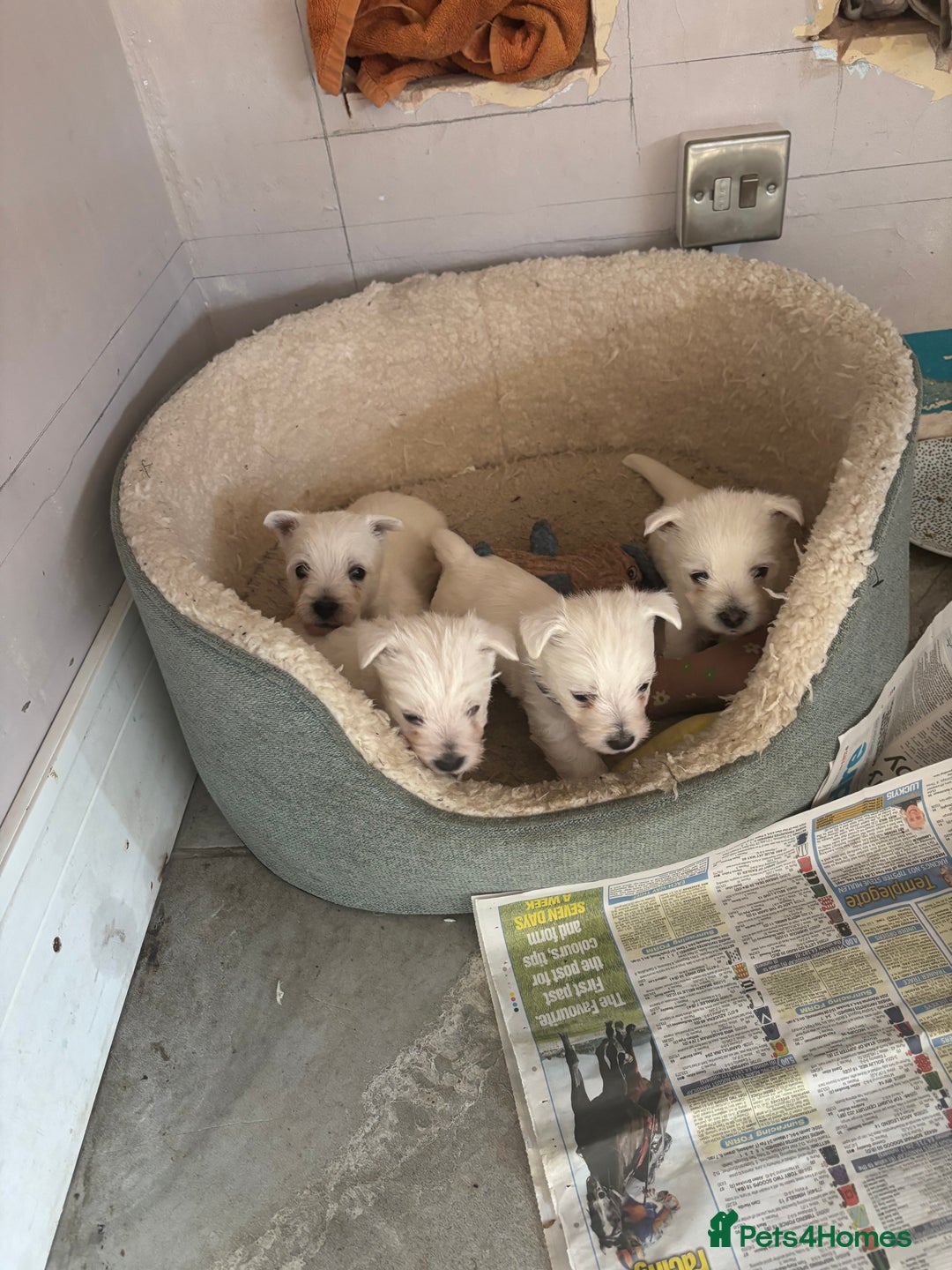 West Highland Terrier dogs for sale: KC reg west highland pups for sale  - Advert 5