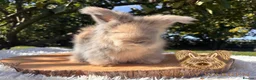 Angora rabbits for sale: Fully Vaccinated Pedigree English Angoras  - Advert 4