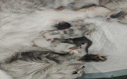 Maine Coon cats for sale: Shaded and Shell Maine Coon kittens - Image 8