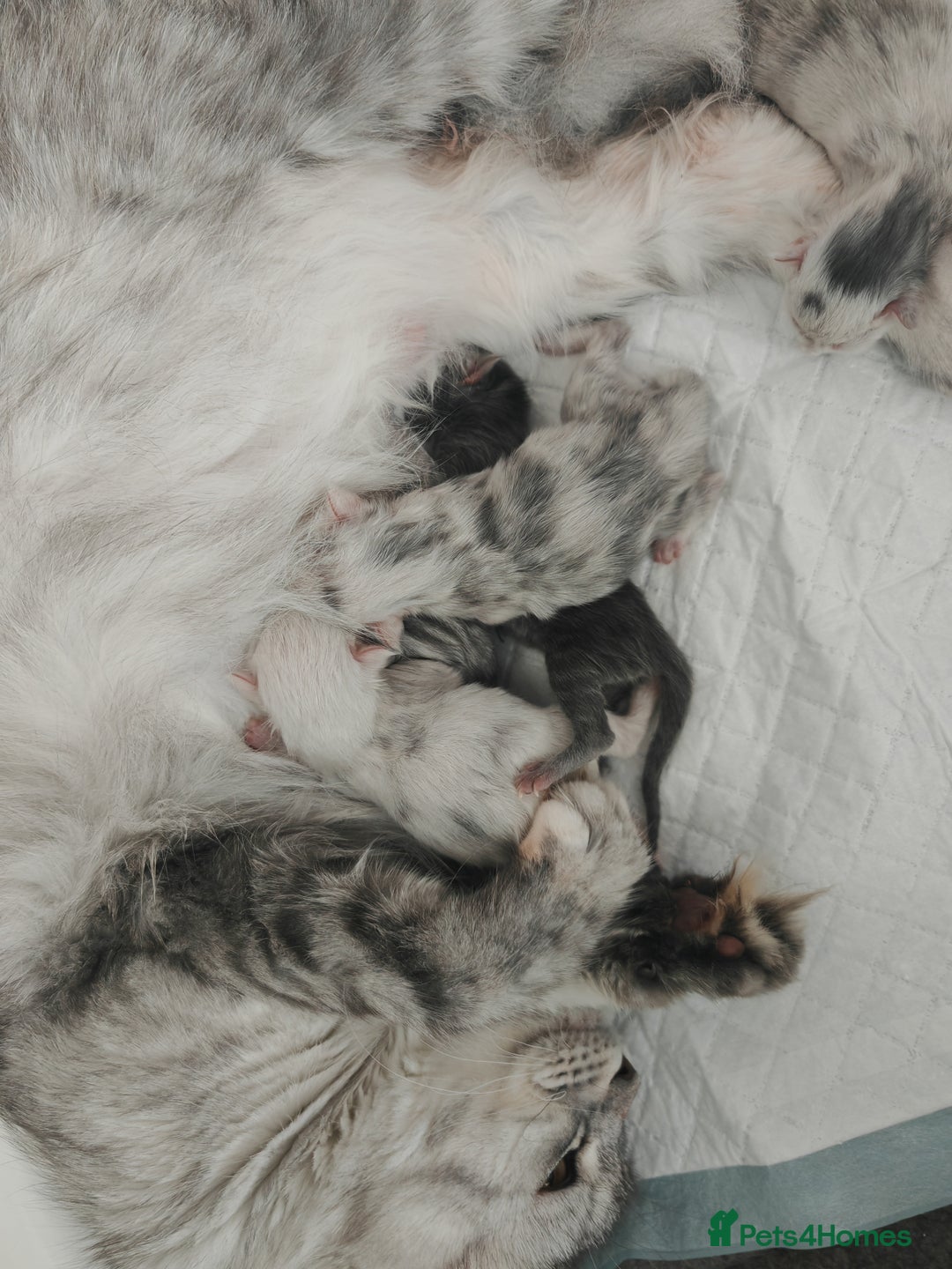 Maine Coon cats for sale: Shaded and Shell Maine Coon kittens - Image 8