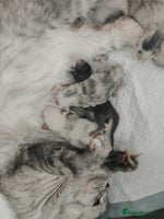 Maine Coon cats - Advert 7