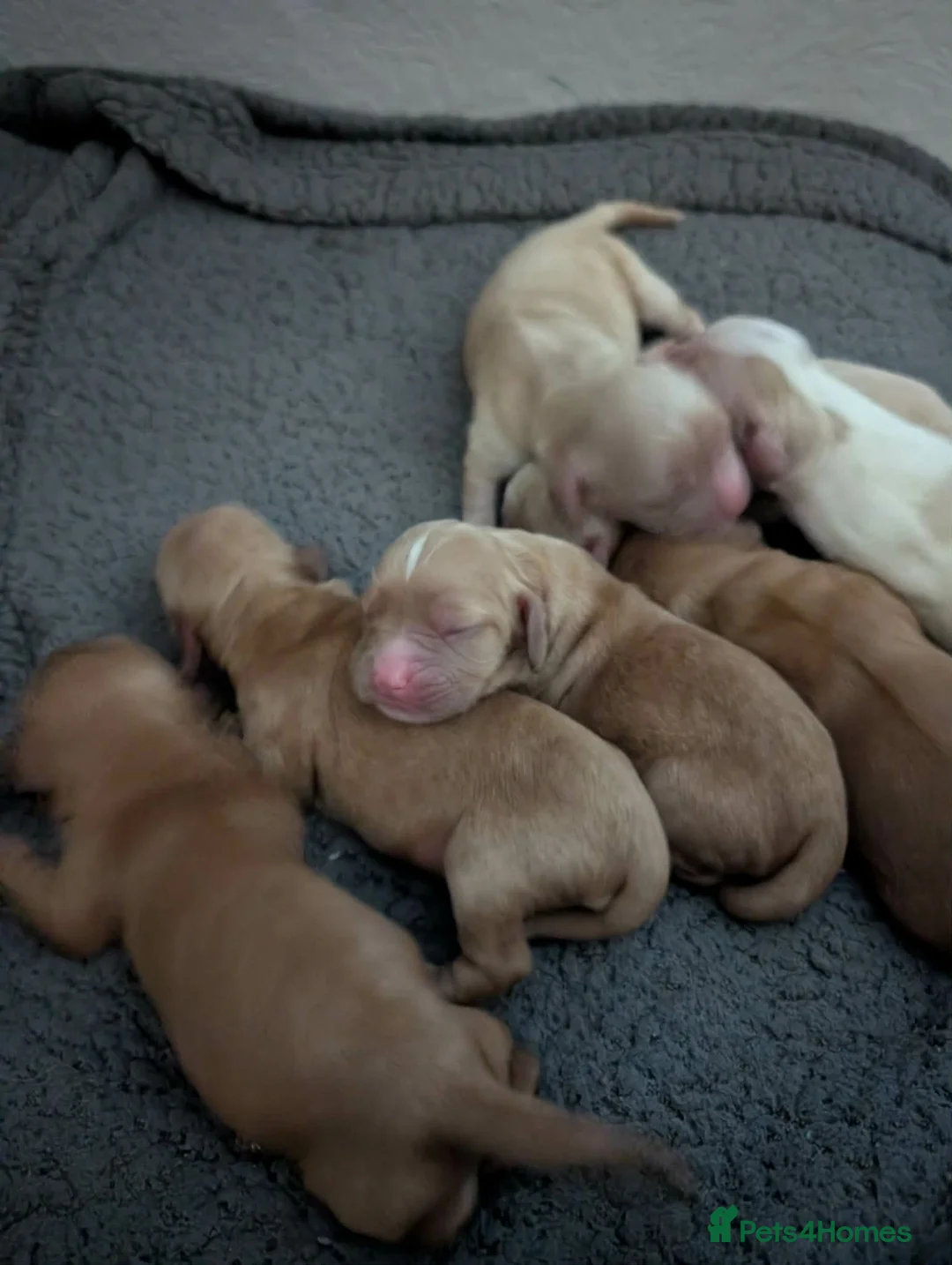 Cavalier King Charles Spaniel dogs for stud: Cavaliear King Charles Stud Only - Advert 9