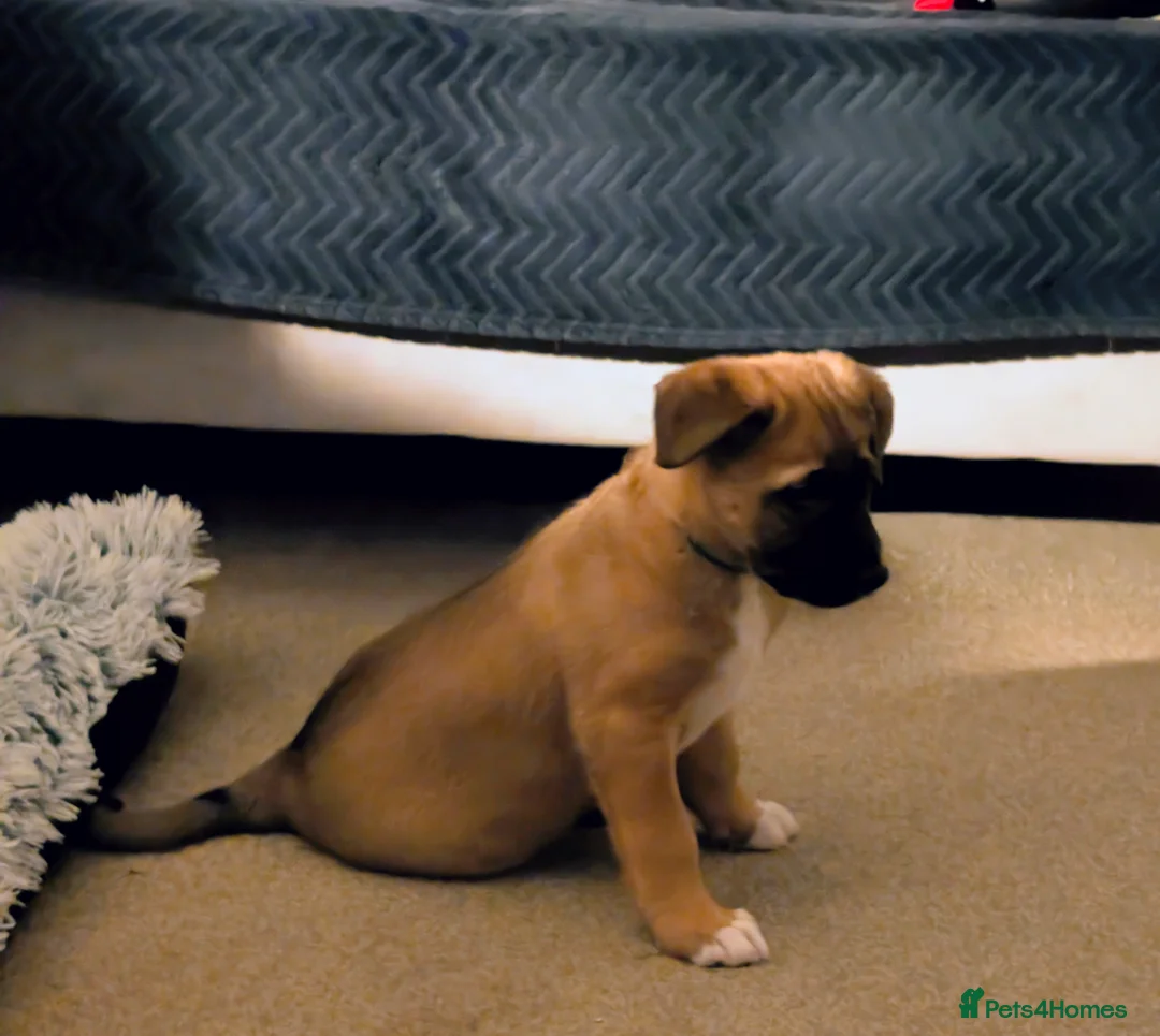 Mixed Breed dogs for sale: Belgian Malinois x Border Collie Pups Malincollie - Advert 12