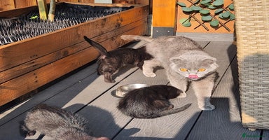 Scottish Fold cats for sale in Swanscombe - Advert 8