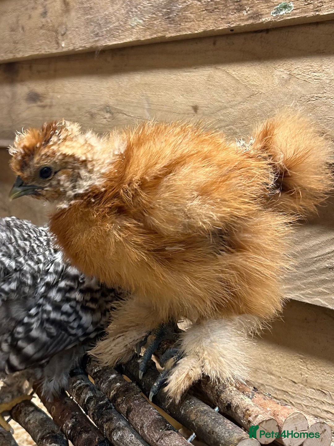 Chickens poultry for sale: Pekin Bantams/Silkie - Advert 2