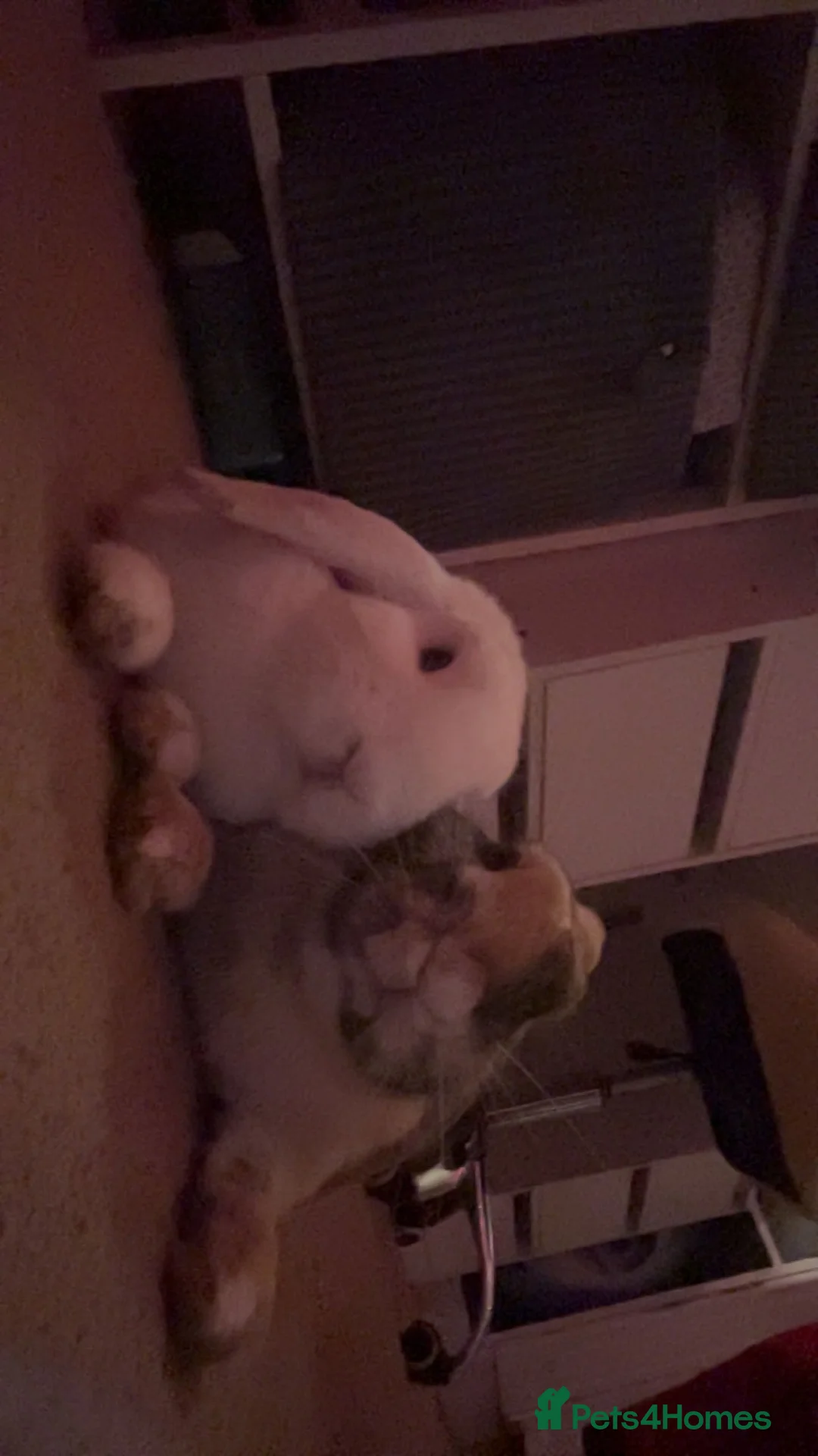 Mixed Breed rabbits for sale: 2x beautiful female bunny’s  - Advert 1