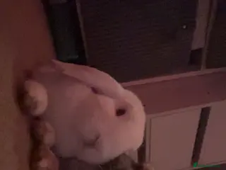 Mixed Breed rabbits 2x beautiful female bunny’s - Advert 18