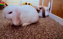 Mini Lop rabbits for sale: Mini lop babies - Image 12