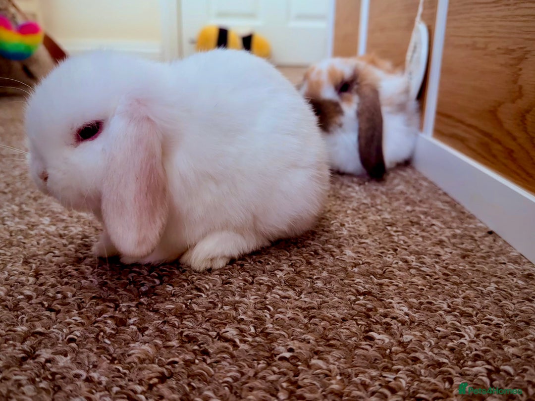 Mini Lop rabbits for sale: Mini lop babies - Image 12