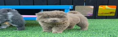 Rare solid lilac male chow chow 3