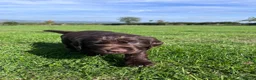 Sprocker dogs for sale: Sprocker Puppies - 4th generation.  - Advert 18