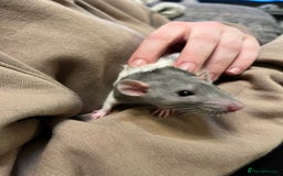 Rat rodents for sale: 2 boys & 2 girls loving rats  - Image 2