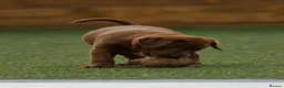 Labrador Retriever dogs for sale: Outstanding fully health tested fox red and black  - Advert 4