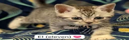 Maine Coon cats for sale: Maine Coon Cross Kittens - Advert 9
