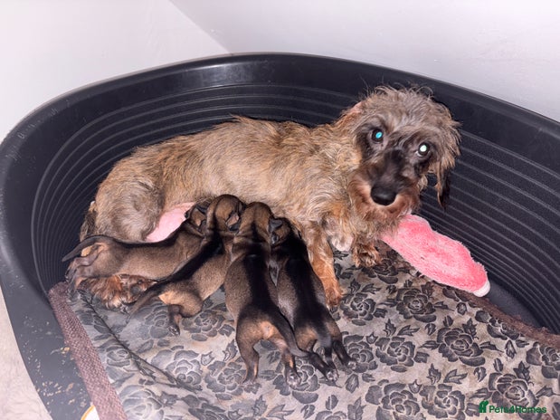 Miniature Dachshund dogs - Advert 15