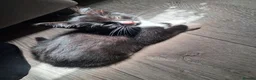 Mixed Breed cats for sale: Beautiful mixed kittens  - Advert 3