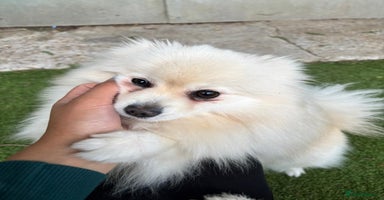 Pomeranian dogs - Advert 1