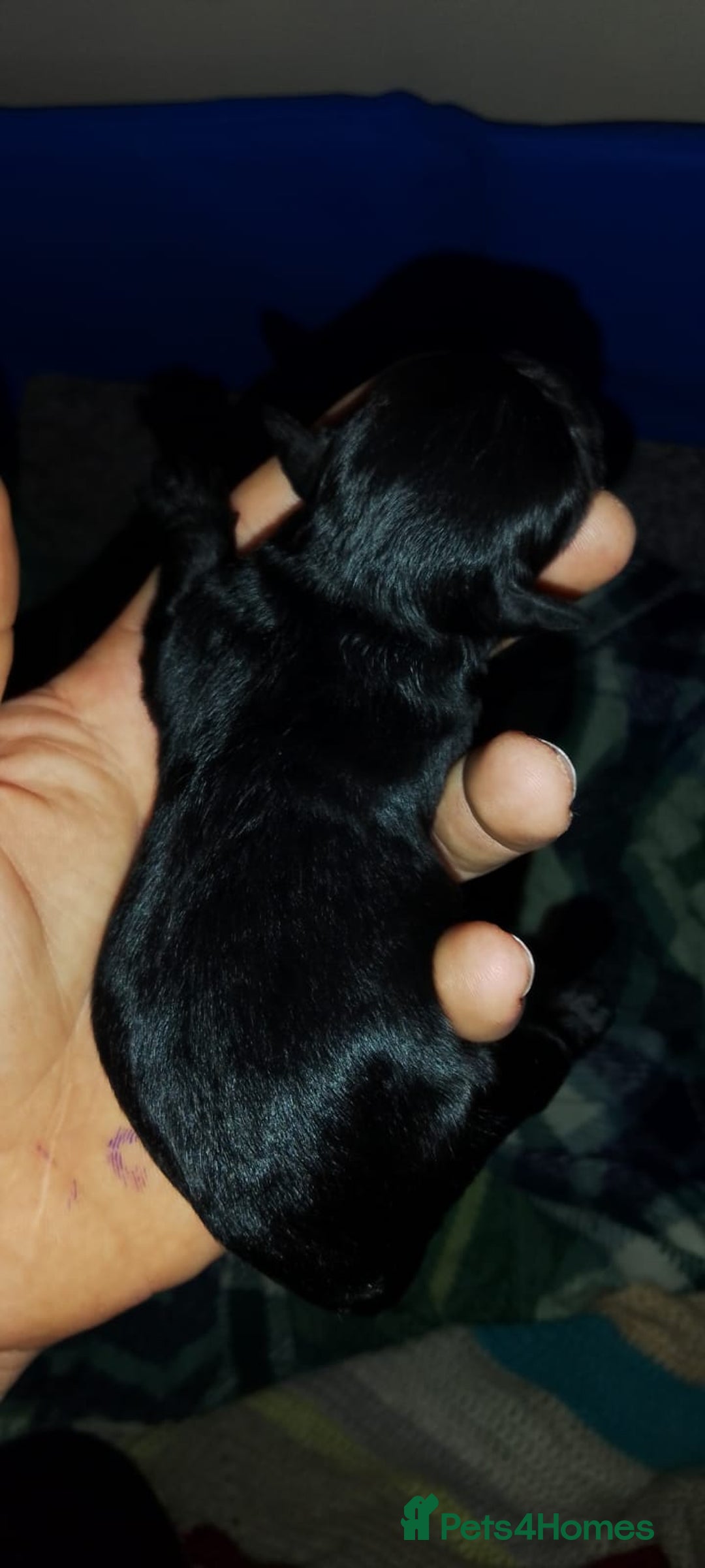 Shihpoo dogs for sale: Shihpoo x kc registered toy poodle  - Image 13